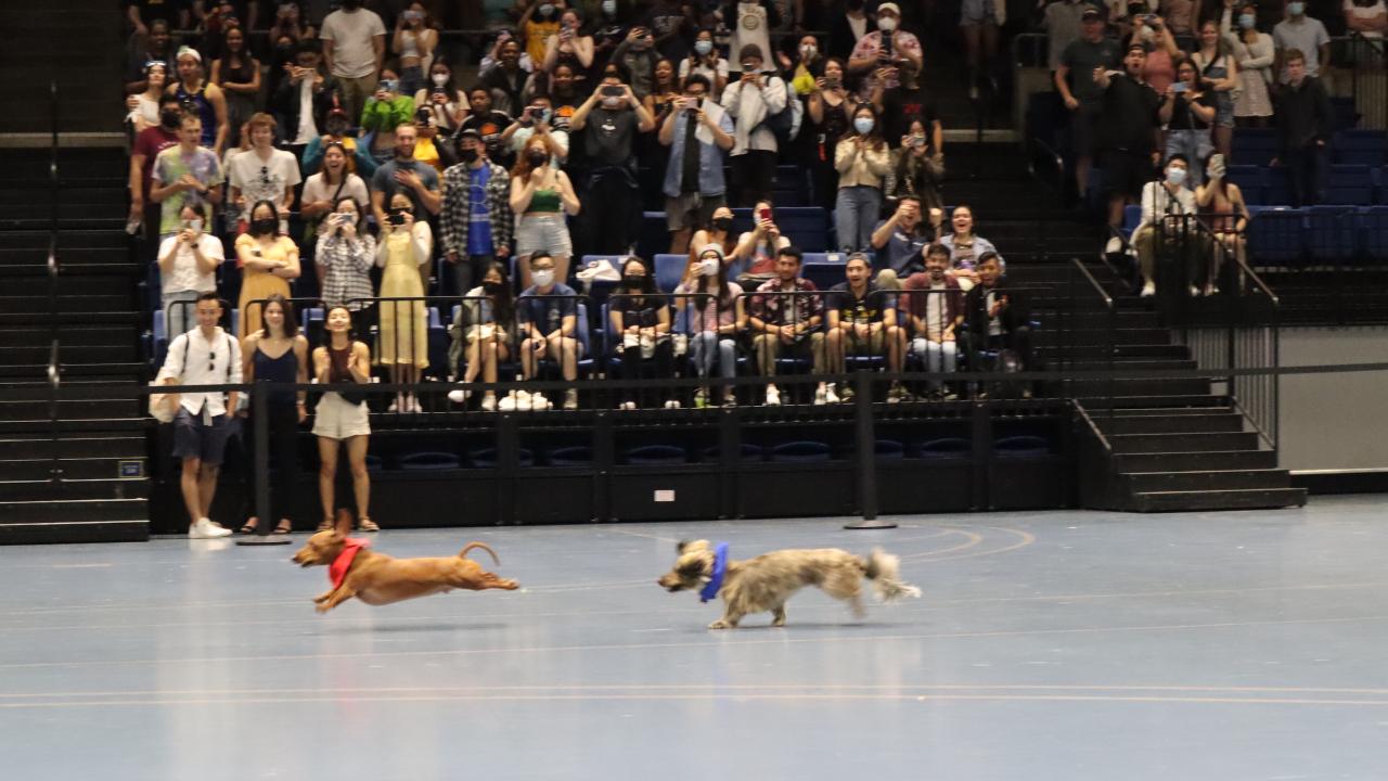 Doxie derby hotsell